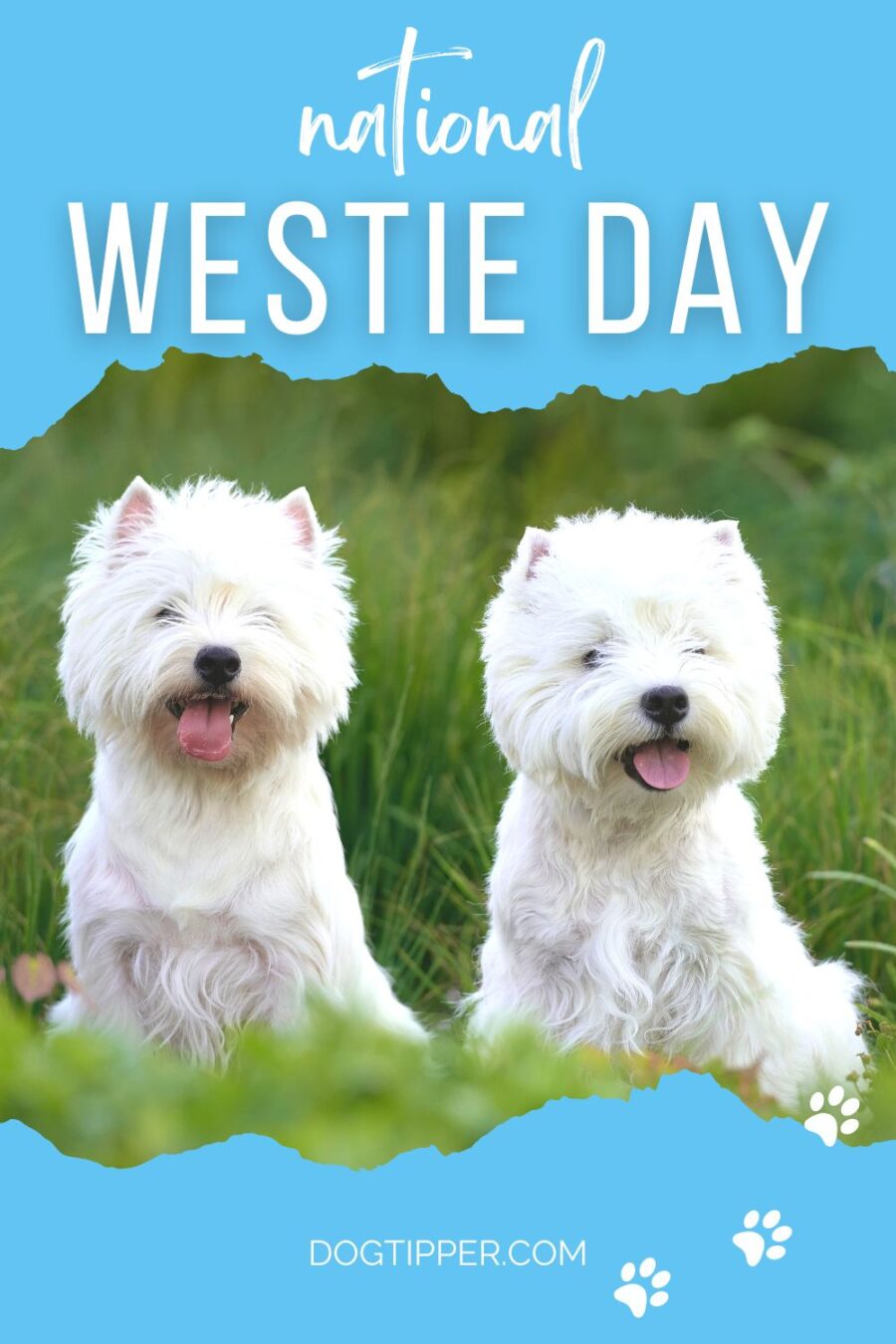 Día Nacional de Westie, una celebración anual de mascotas que celebra el West Highland White Terrier