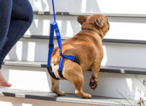 Cachorro de perro toro francés subiendo sus escalones delanteros con una correa de perro asistida por su padre mascota