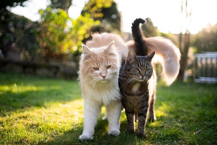 dos razas de gatos diferentes una al lado de la otra