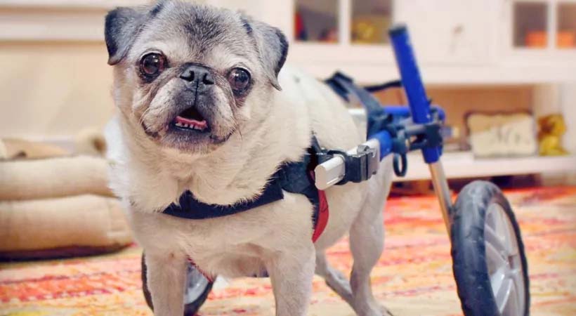 Cómo la rutina puede ayudar a las mascotas con discapacidades a prosperar