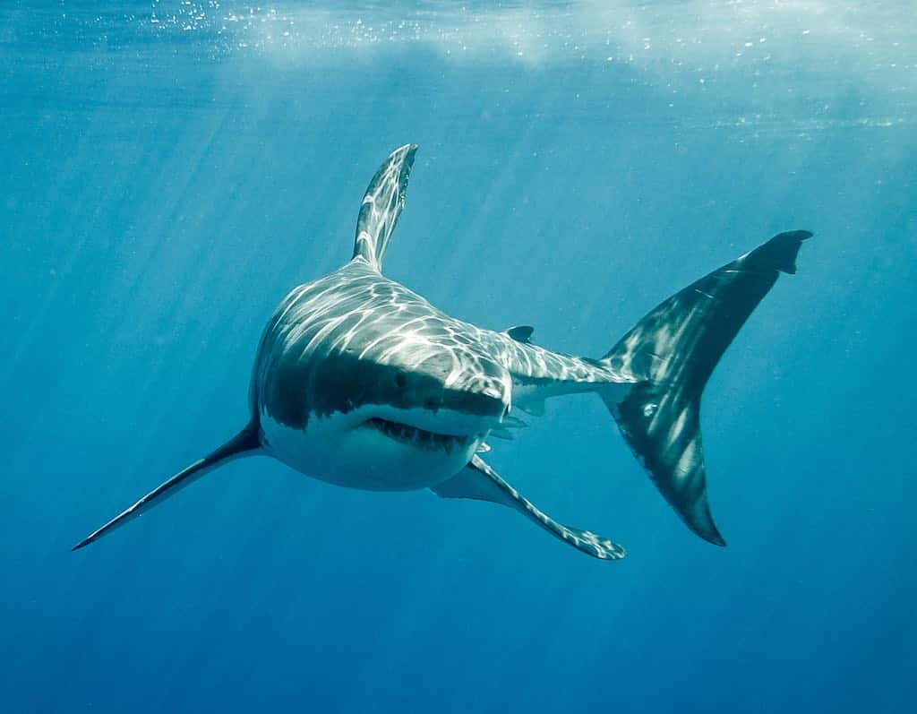 Deep Blue, el gigante de los océanos: el tiburón blanco más grande del mundo