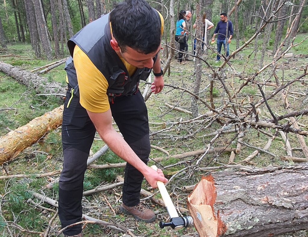 El proyecto Go Prorural certifica madera sostenible de “óptima calidad” en la zona de Montes Universales-Alto Tajo
