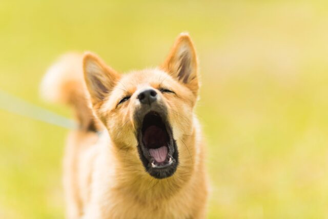 un cachorro ladrando