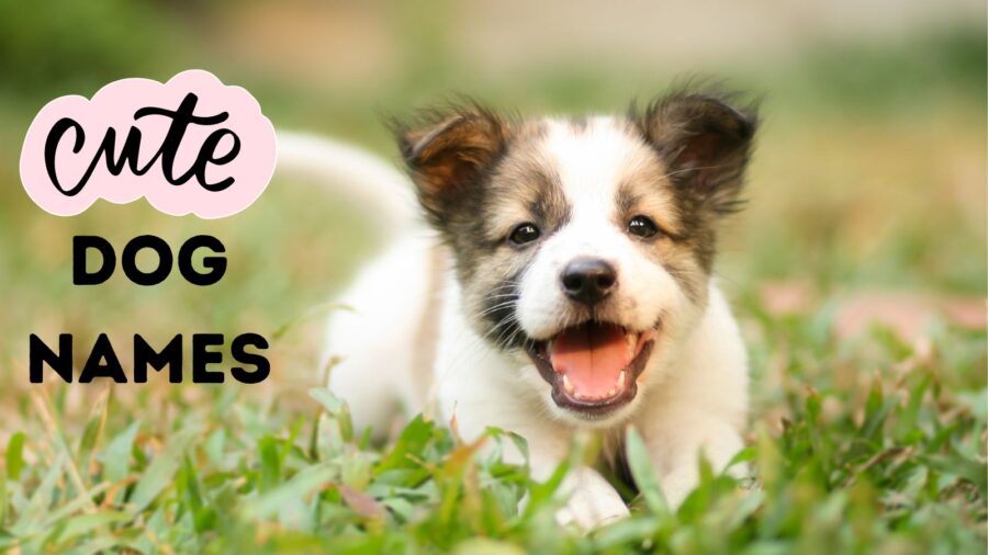Más de 140 lindos nombres de perros para tu nuevo cachorro