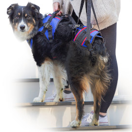 El dueño ayuda a un perro anciano a subir las escaleras con un cinturón de apoyo