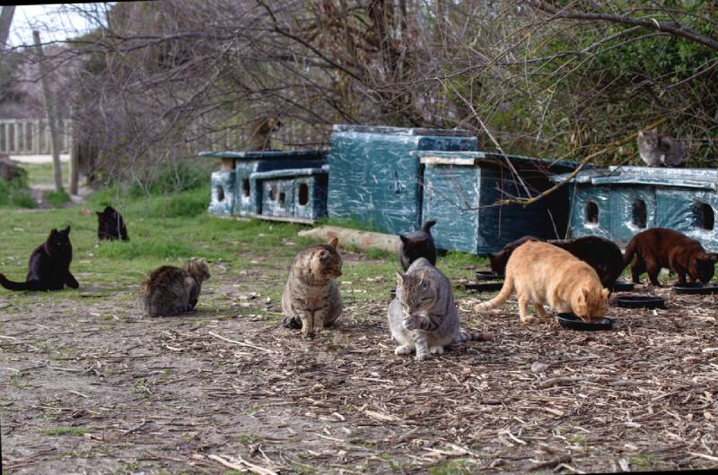gatos comiendo en un santuario de gatos