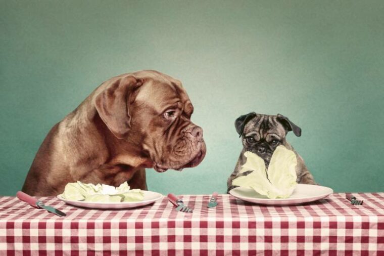 dos perros comiendo lechuga sentados en una mesa